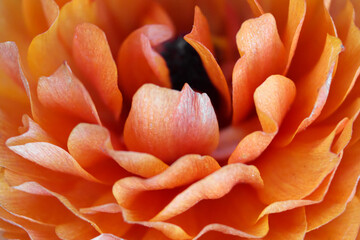 Orange flower petals. Macro photo