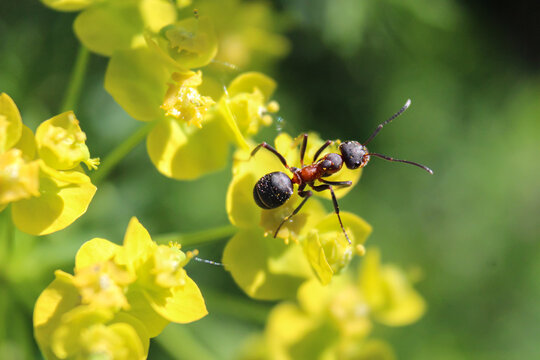 A macro closeup of an ant. Macro photography. A close-up shot