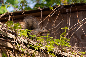 Squirrel on the Roof