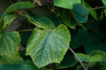 Vine leaf with strong vein and yellow segments under soft light growing outside in open air district garden close up, macro