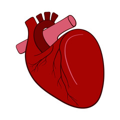 Illustration of anatomical human heart organ in vector