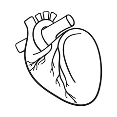 Illustration of anatomical human heart organ in vector