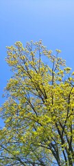 Fototapeta na wymiar leaves on blue sky