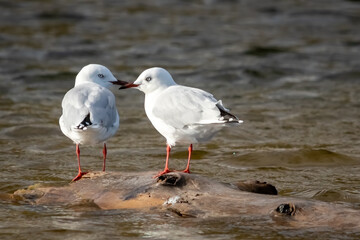 Fototapeta premium common seagull, Pouawa Marine Reserve, Gisborne, New Zealand 