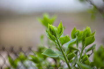 Background with green sprouts on lilac bush branches during spring.