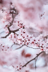 Branches of blossoming pink sakura, soft focus outdoor shot
