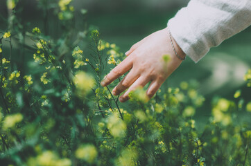 Close up hand of woman dressed in linen touching blossoming yellow wild flowers in a flower field	 - obrazy, fototapety, plakaty