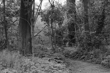 on the path into the undergrowth