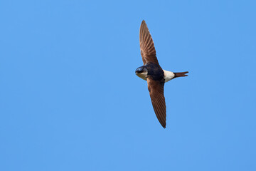 Common house martin in flight (Delichon urbicum)