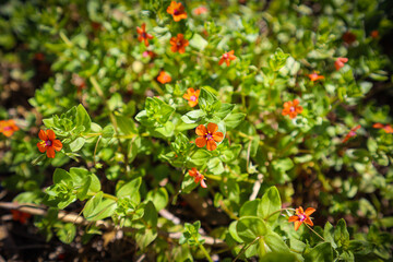 Flower orange and green leaves natural field