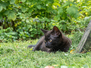 A small, black, country kitten.