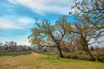 Soil road and trail in Natural scene in floodplain forest (longoz ormani) in Karacabey Bursa. Road and road car tracks on way covered by grass and over huge tree and blue sky