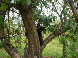 Cat on a tree.