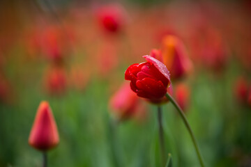 Close-up of a red tulip after the rain. Selective soft focus. blurred background.
