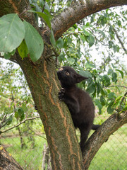 Black kitten climbing a tree.