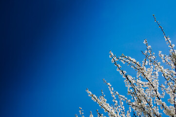 The crown of the tree with blooming white flowers in the lower corner of the photo. Beautiful blue sky background with dark gradient and free space