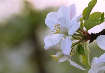 Blooming apple closeup, apple flowers bokeh background