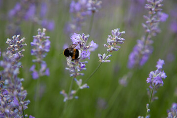 Bee collects nectar on lavender flowers