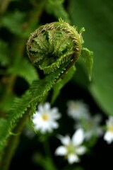 Unfolding ferns leaf in spring garden surroundings, wild garden background.