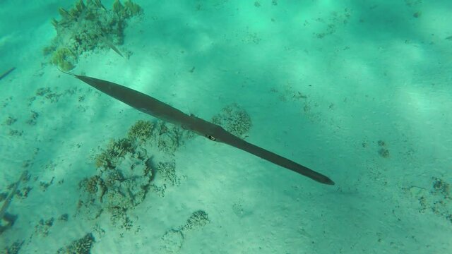 Underwater world of the ocean. Flock of Cornetfish Aulostomus chinensis in clear Red sea water