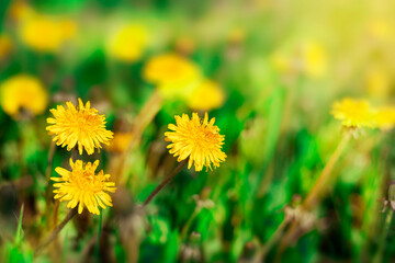 three dandelions on a green field in the sun