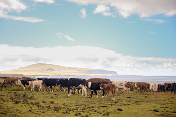 Fototapeta na wymiar Cattle grazing near the coast on Easter Island, Chile. Some volcanoes can be seen in the background of the image
