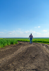 a man as a farmer walking along the field, dressed in a plaid shirt and jeans, checks and inspects young sprouts crops of wheat, barley or rye, or other cereals, a concept of agriculture and agronomy