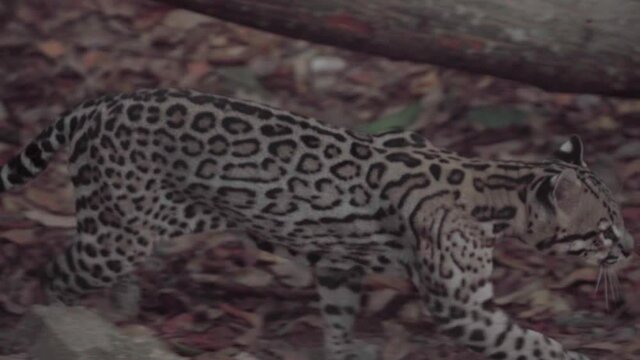 Ocelot wild feline
