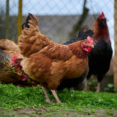 A brown hen on freshly plucked grass