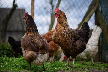 Hens in hen house. Hens in bio farm. Chicken in hen house.