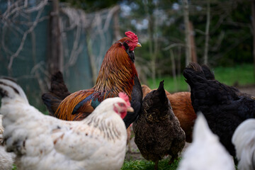 Rooster and Chickens. Free Range Cock and Hens