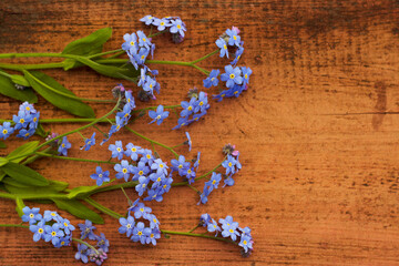 Forget me not fresh flowers on the old wooden background close up. Colorful spring still life with wild blue twigs. Natural backdrop with copy space.