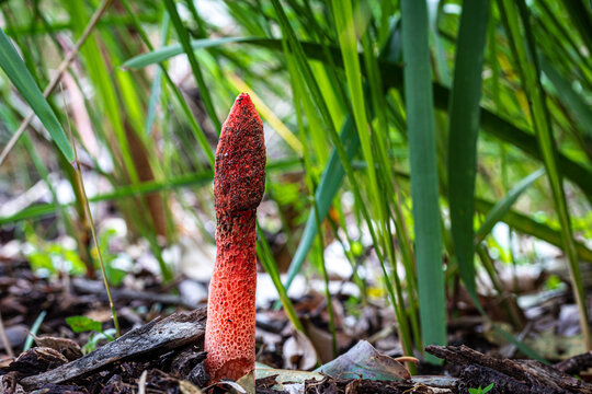 Phallus rubicundus, red stinkhorn fungi found in leaf litter in woodland New South Wales Australia