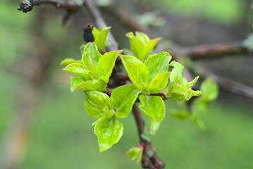Young leaves on an apple tree after a rain. Closeup
