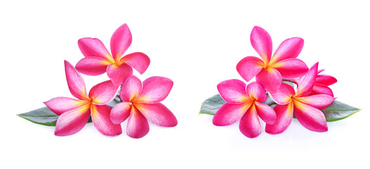 Frangipani flower isolated on white background