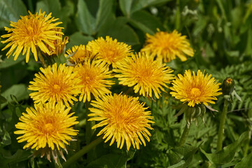 Spring. Dandelions bloom on a lawn in the Snezhet river floodplain.