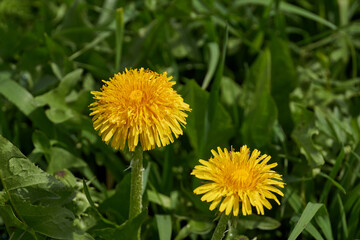 Spring. Dandelions bloom on a lawn in the Snezhet river floodplain.