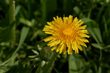 Spring. Dandelions bloom on a lawn in the Snezhet river floodplain.