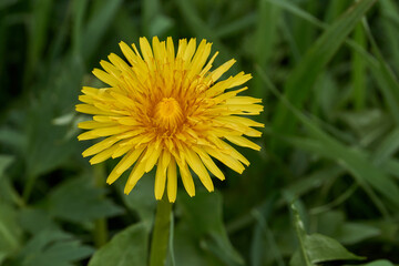 Spring. Dandelions bloom on a lawn in the Snezhet river floodplain.