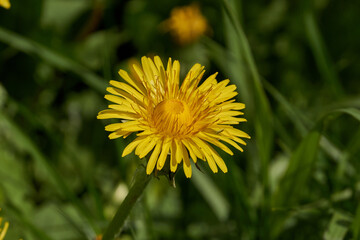 Spring. Dandelions bloom on a lawn in the Snezhet river floodplain.