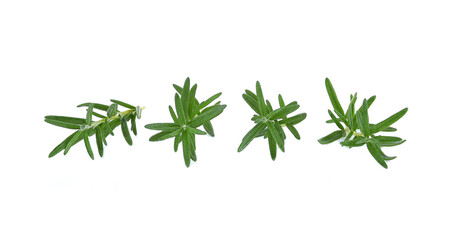 Rosemary isolated on white background