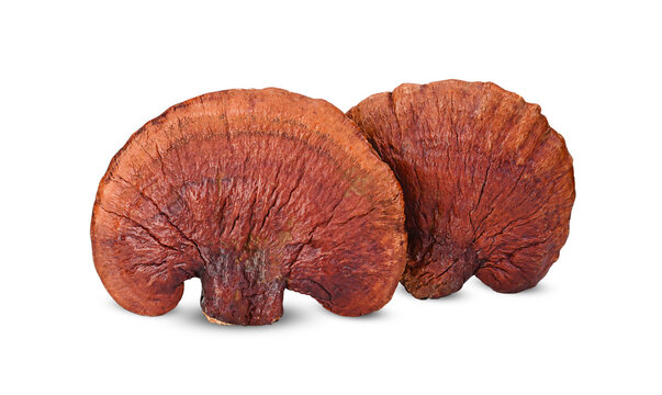 Lingzhi mushroom, Reishi mushroom have property medicine