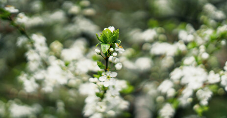 Fototapeta premium A beautiful white flower blooms after winter. Springtime is the flowering of nature. Copy space. Pure natural ingredients for cosmetics