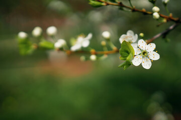 Spring blooming of nature. Copy space. A beautiful white flower blooms after winter. Pure nature