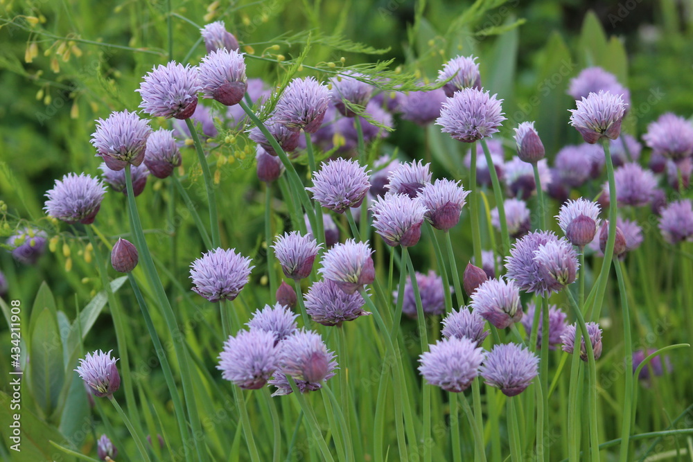 Wall mural purple chives in the garden