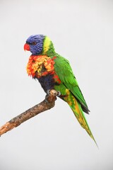 Rainbow lorikeet sitting on a branch