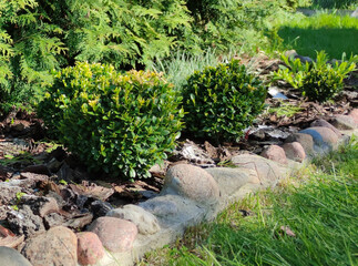 Globular boxwood bushes in the garden. Boxwood diseases in spring. - obrazy, fototapety, plakaty
