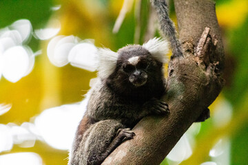 little monkey on tree sagui-pigmeu