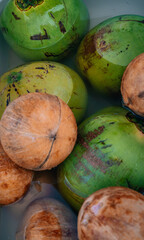 coconut  on the water tropical caribe miami cuba 