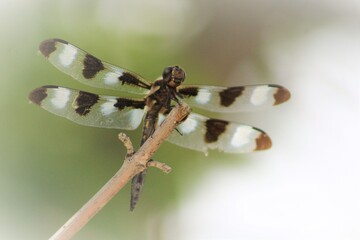 dragonfly on a branch